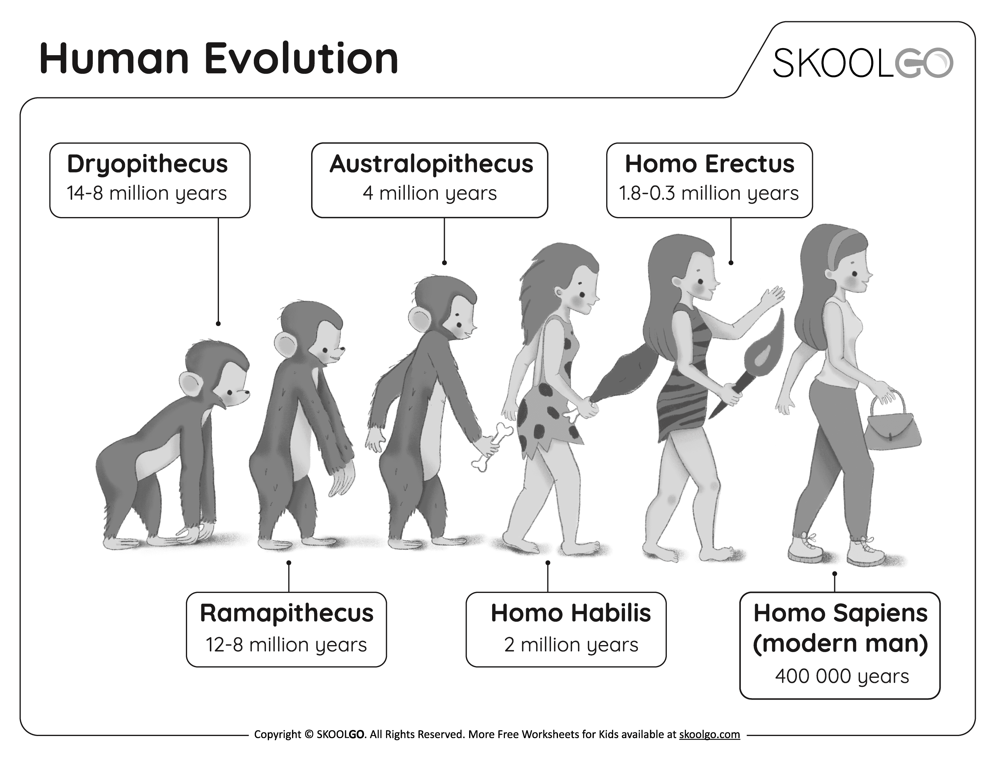 Human Evolution Chart For Kids