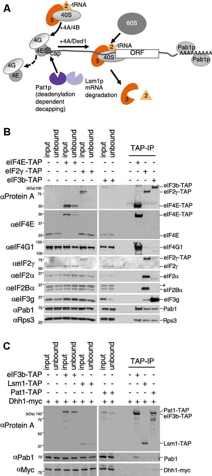 Large Scale Map Of Rna Binding Protein Interactomes Across The Mrna Life Cycle Sciencedirect Large Scale Map Of Rna Binding Protein Interactomes Across The Mrna Life Cycle Sciencedirect