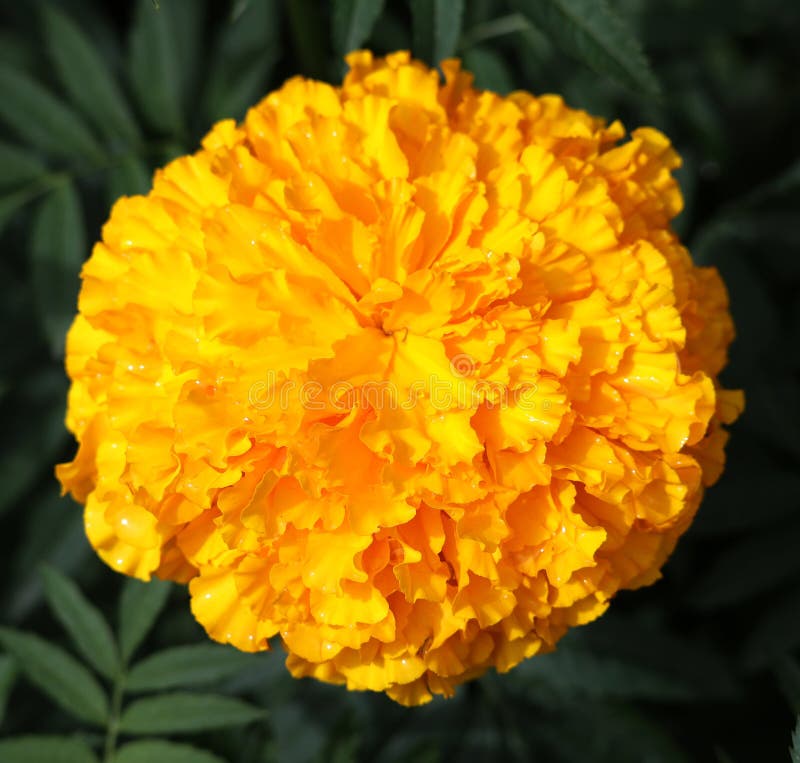 Mexican Marigold Tagetes Erecta Feedipedia Mexican Marigold Tagetes Erecta Feedipedia