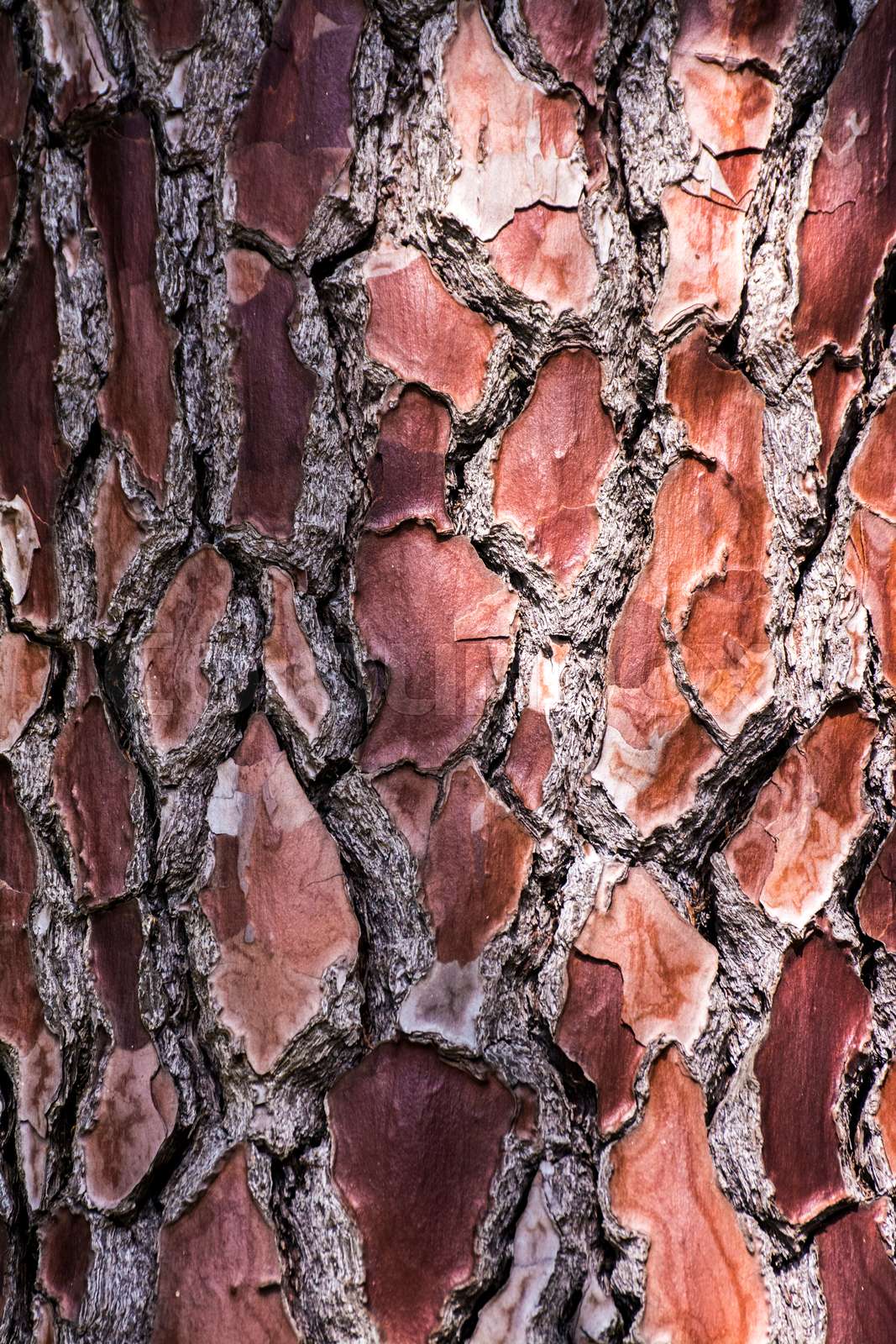 Rough BBC Porn: Unfiltered Action