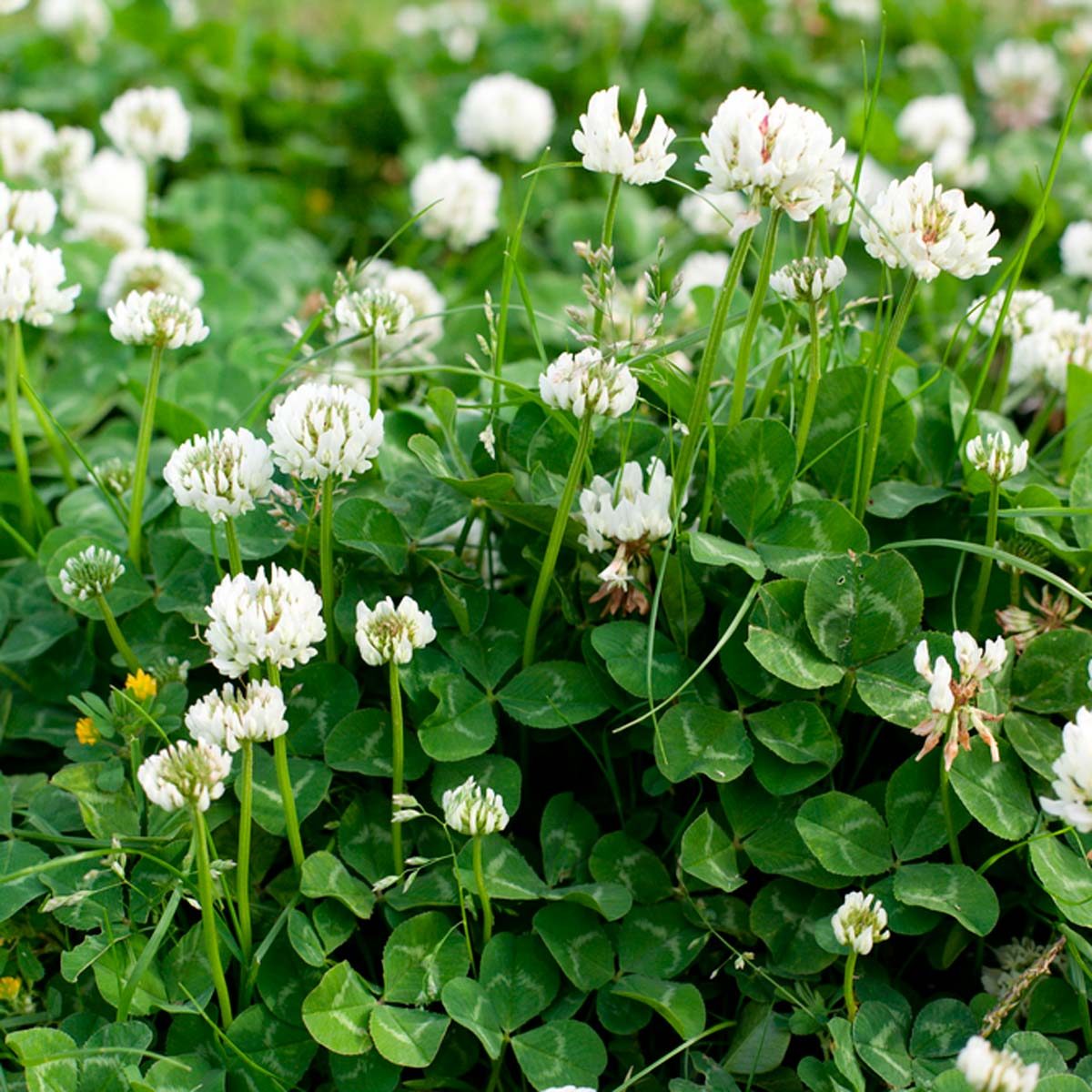 Why You Should Consider Planting A Clover Lawn Family Handyman Why You Should Consider Planting A Clover Lawn Family Handyman